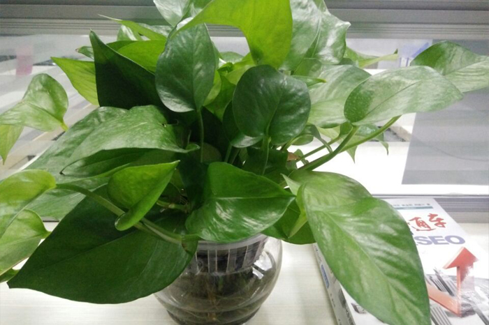 圣元電器綠植發新芽